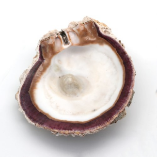 Non-traditional species - Perlas del Mar de Cortez - INGLES